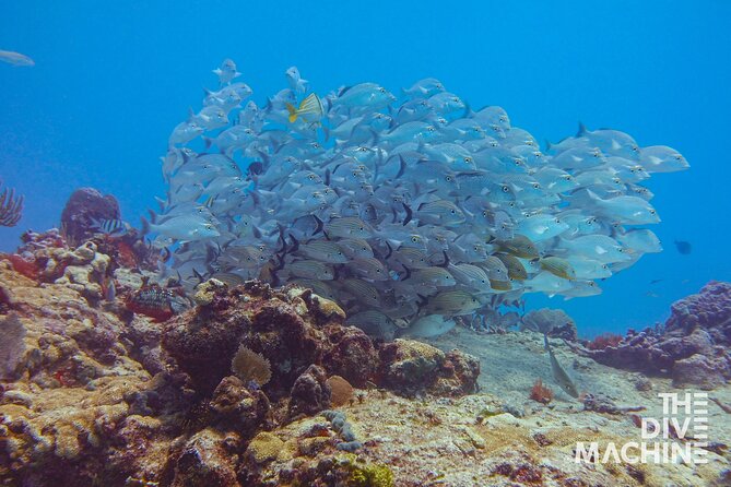 Scuba Diving for Beginners – Tulum Dive Machine - Gear, boat transport, and why the included stuff is the real value