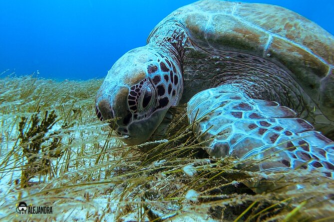 Scuba Diving for Beginners – Tulum Dive Machine - Timing and meeting point: getting started without stress