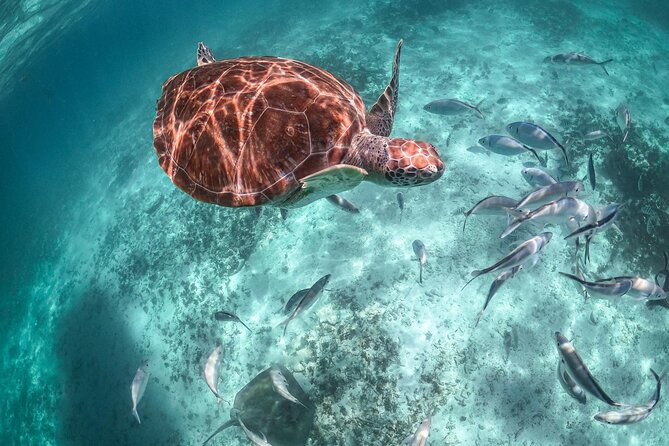 Small Group Tour to Cenote Cave and Sea Turtles snorkeling - Price and value: what $119.14 really covers