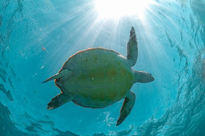 Small Group Tour to Cenote Cave and Sea Turtles snorkeling - Who should book this tour (and who might prefer something else)
