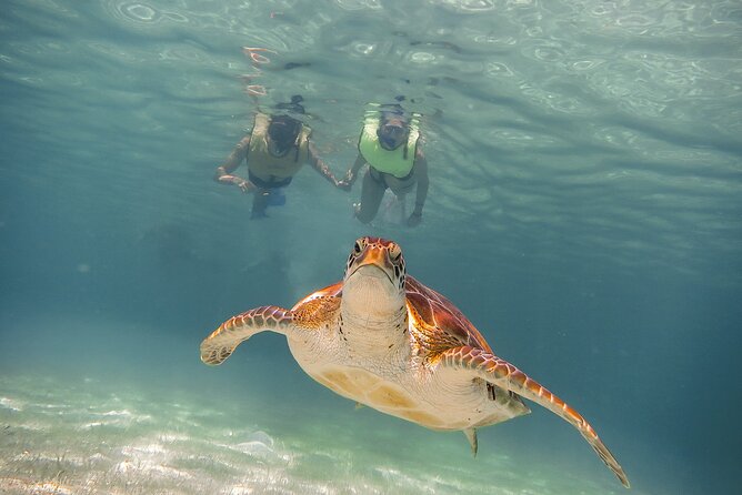 Snorkel Tour! Turtles & Underground Cenote from Playa del Carmen - Key points to know before you go