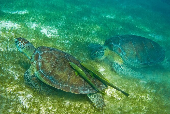 Snorkel Tour! Turtles & Underground Cenote from Playa del Carmen - The Akumal Turtle Snorkel: Reef Life, a Short Boat Ride, and Real Search Time