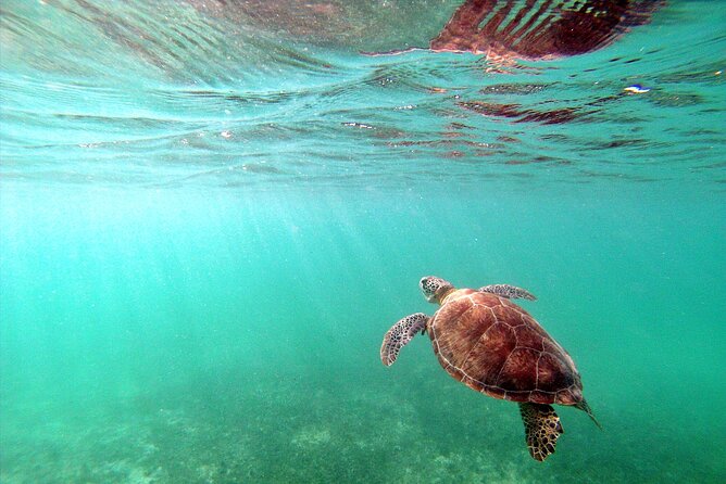 Snorkel Tour! Turtles & Underground Cenote from Playa del Carmen - Puerto Aventuras Underground Cenote: Stalactites, Stalagmites, and a Different Kind of Cold