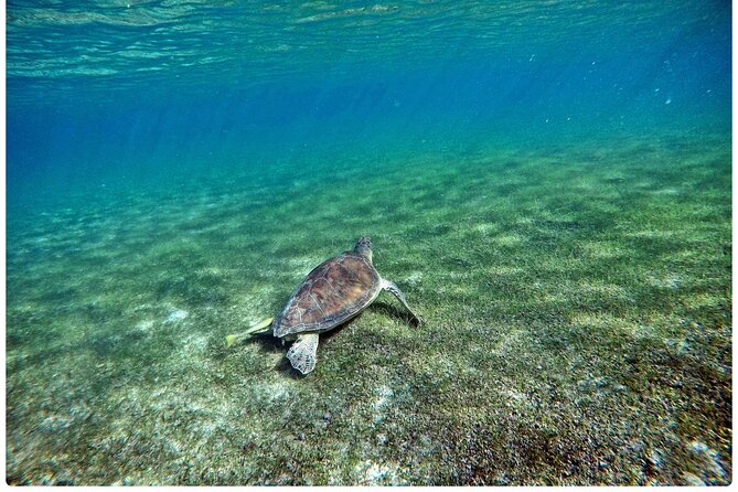 Snorkel Tour! Turtles & Underground Cenote from Playa del Carmen - Snacks, Guides, and Photos: What the Best Days Feel Like