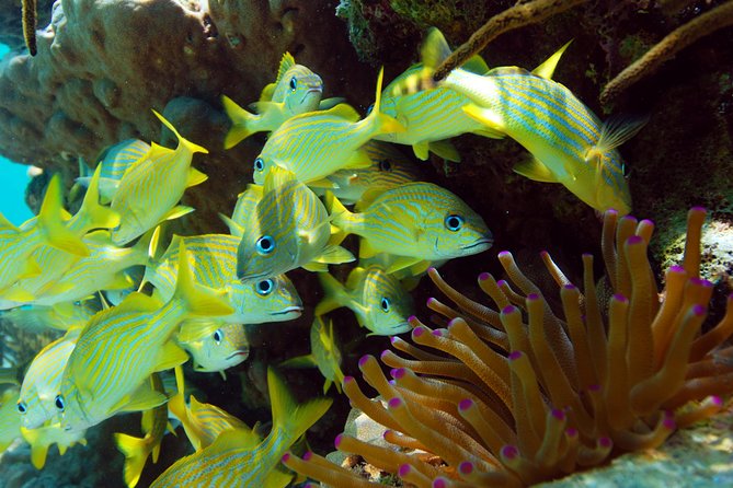 Snorkel Xtreme Cancun - Aventuras Mayas: zip lines, rappelling, and an underground river swim