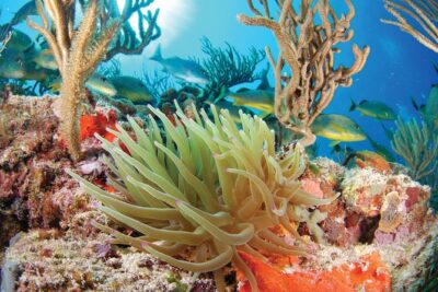 Snorkel Xtreme Cancun - Yal-ku Lagoon and Turtle Bay snorkeling with sea turtles