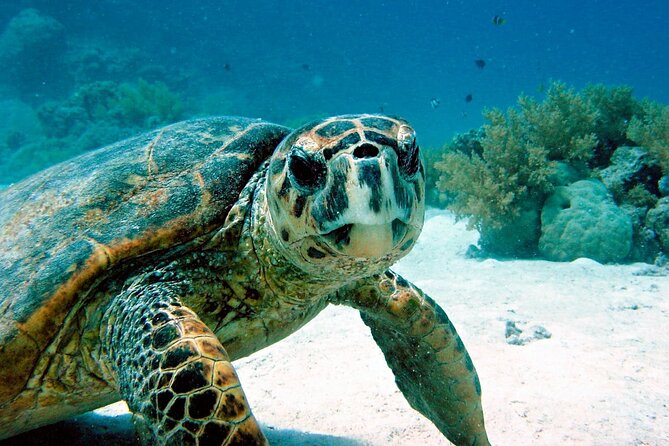 Snorkeling Experience with Turtles in Cenote in Riviera Maya - Why Turtle Snorkeling + Cenotes Works in Riviera Maya