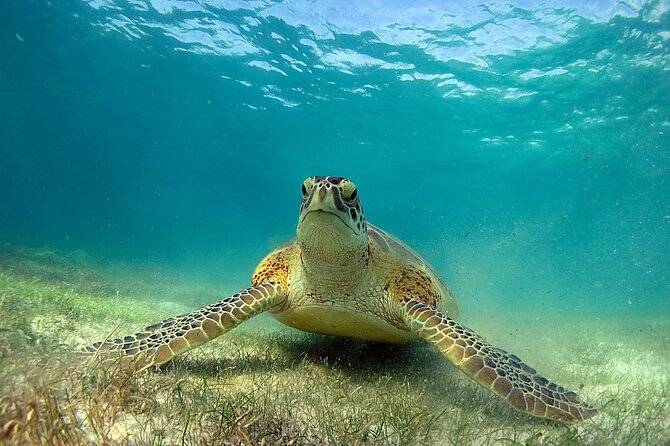 Snorkeling Experience with Turtles in Cenote in Riviera Maya - Caribbean Reef Snorkeling: Coral Color, Fish, and Turtle-Spotting Pressure
