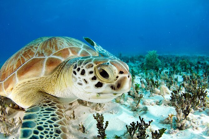 Snorkeling Experience with Turtles in Cenote in Riviera Maya - Turtle View Guarantee: How to Think About a Realistic Goal