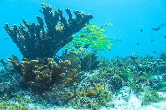 Snorkeling in Isla Mujeres, Luxury Sailing- PRIVILEGE - Playa Norte and Isla Mujeres: make a short stop work
