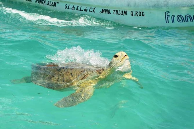Snorkeling in Sian Ka'an - Mangroves and a Natural Sinkhole: A Scenic Detour With Purpose