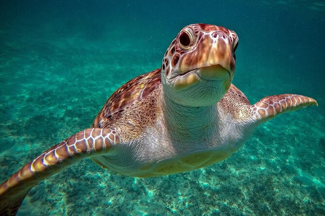 Snorkeling with Turtles and Cenote Tour from Riviera Maya - Getting There From Playa del Carmen or Tulum (and Why It Matters)