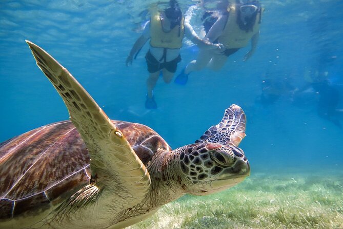 Snorkeling with Turtles and Cenote Tour from Riviera Maya - What To Expect at the Cenote: Underground Freshwater Swim