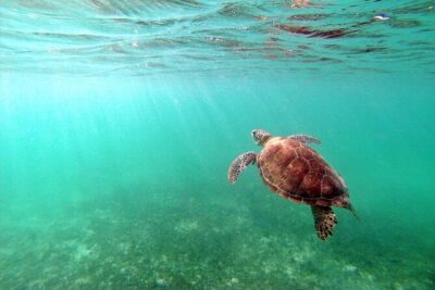 Snorkeling with Turtles and Cenote Tour from Riviera Maya - The Turtle Snorkel: Gear, Coaching, and Realistic Time in the Water