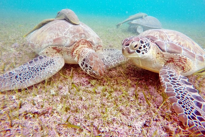 Snorkeling with Turtles and Cenote Tour from Riviera Maya - Snacks, Drinks, and the Photo Upsell Reality Check