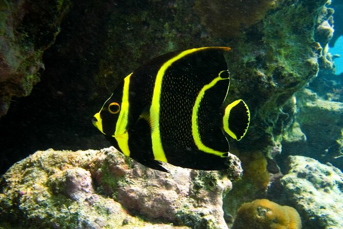 Snorkeling with Turtles and Cenote Tour from Riviera Maya - How to Make Your Day Run Smoothly