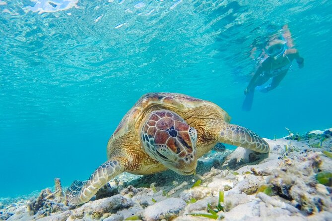 Snorkeling with Turtles and Cenotes - Price and Value: What $89 Really Buys You