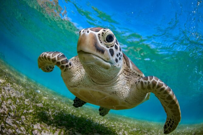 Snorkeling with Turtles and Cenotes - Cenote Caracon Swim: Clear Water, Cave Atmosphere