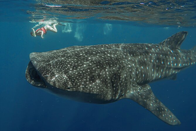 Snorkeling with Whale Sharks - Isla Mujeres - Why the day starts early from Cancun