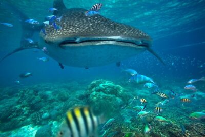 Snorkeling with Whale Sharks - Isla Mujeres - From marina breakfast to finding whale sharks