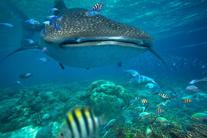 Snorkeling with Whale Sharks - Isla Mujeres - From marina breakfast to finding whale sharks