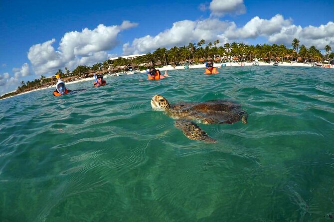 Tour to swim with turtles - The 90-minute flow on the water (and why it feels short in a good way)