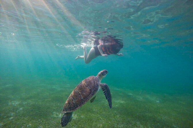 Tour to swim with turtles - When to go: weather matters for turtle snorkeling
