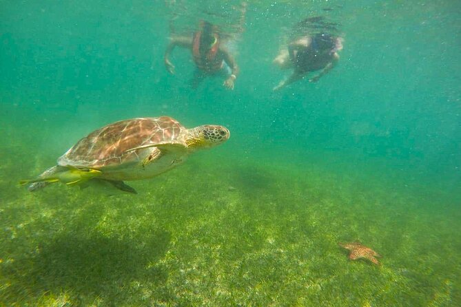 Tour to swim with turtles - Who this tour is best for