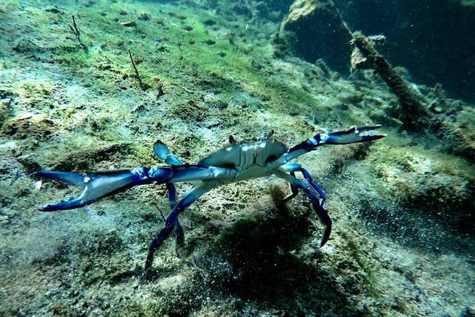 Try dive in beautiful Casa cenote for 2 people - The day plan: morning pickup, gear setup, and two 40-minute sessions
