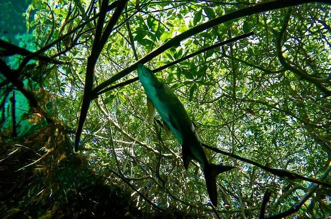 Try dive in beautiful Casa cenote for 2 people - First time skills in the shallow part of Casa Cenote