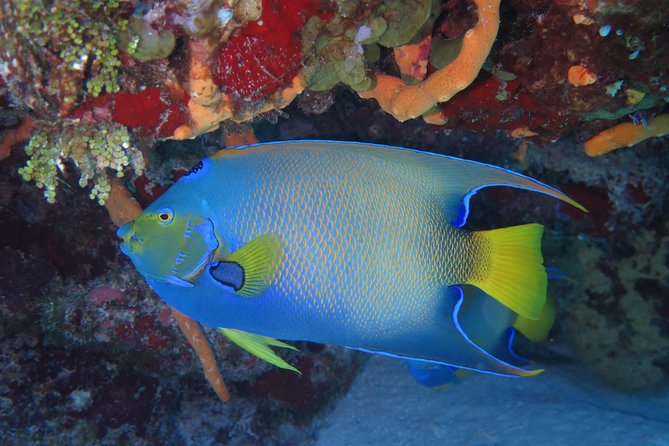 Try dive in Cozumel island - From Playa del Carmen to Cozumel: how the day actually flows
