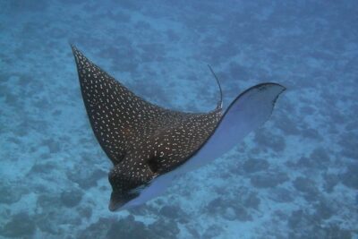 Try dive in Cozumel island - Shallow-water practice near shore: where confidence is built