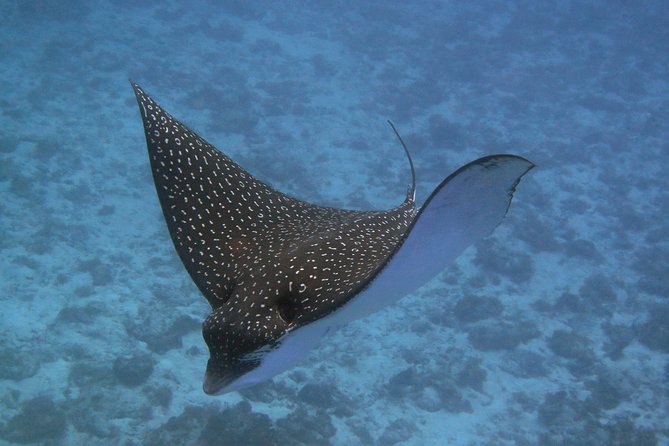Try dive in Cozumel island - Shallow-water practice near shore: where confidence is built