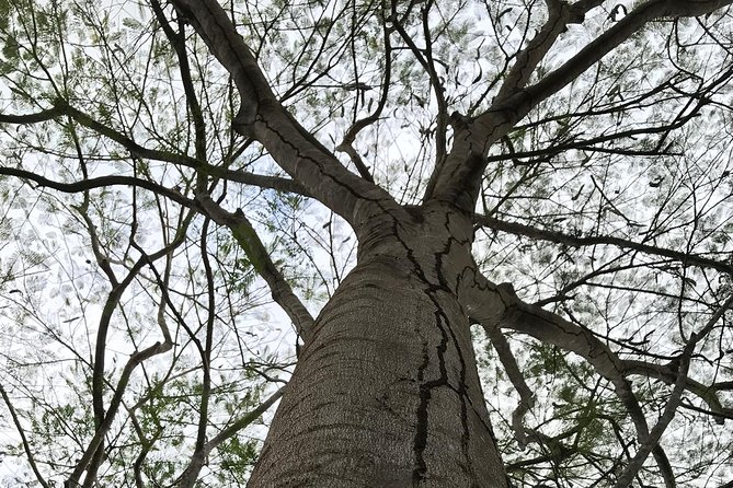 Tulum Deluxe (Tulum Ruinas, Kaan Luum Lagoon, Cenote Corazon) - The 5-Hour Core Circuit: How the Day Likely Feels