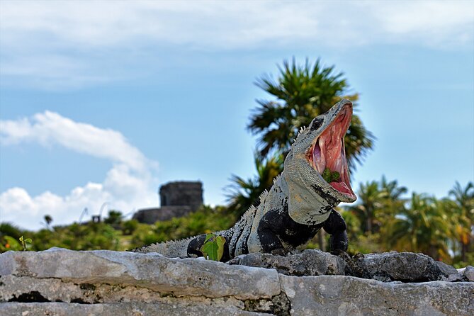 Tulum Guided Tour and Cenote Swim from Playa del Carmen - Tulum Ruins Guided Tour (8:30–10:30): What You Actually Get Out of It