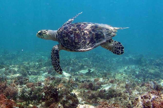 Tulum Private Boat Tour & Turtle Snorkeling Experience - How the 4-hour private flow feels from Playa del Carmen