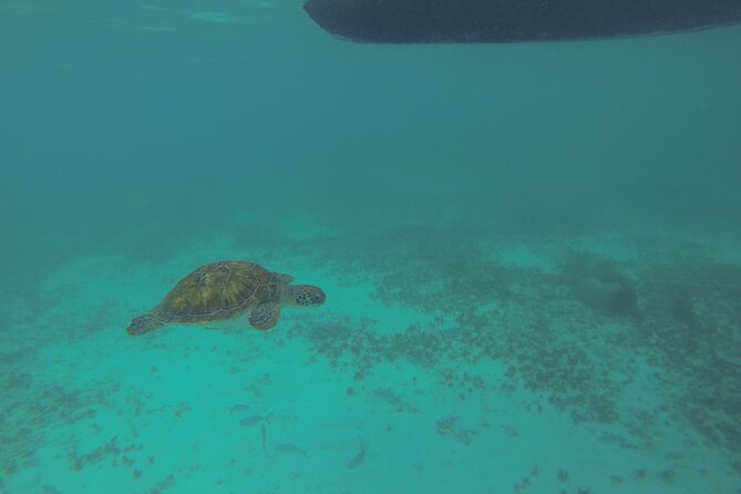 Tulum Private Boat Tour & Turtle Snorkeling Experience - Playa Pescadores snorkeling and turtle time: what to expect on the water