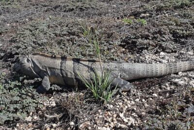 Tulum Private Boat Tour & Turtle Snorkeling Experience - Tulum ruins (or Zama) guided: how to make the most of the site