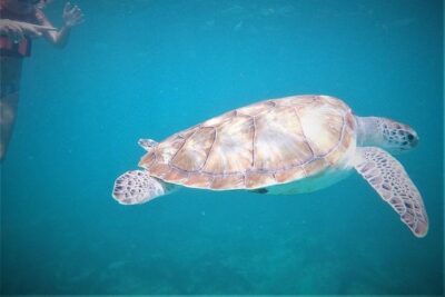 Tulum ruins swim with turtles in Akumal and Cenote - Akumal Beach turtle snorkeling: the bay you came for