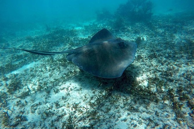 Tulum ruins swim with turtles in Akumal and Cenote - Getting picked up: why the start time you see can shift