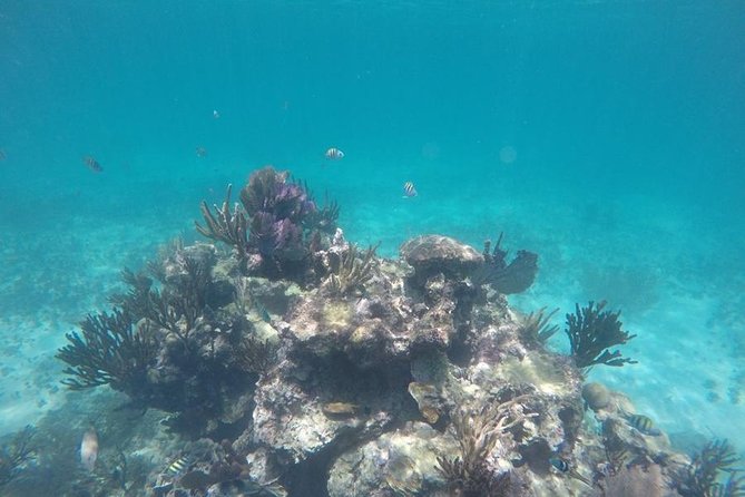 Tulum ruins swim with turtles in Akumal and Cenote - Who should book this Tulum–Akumal–Cenote day