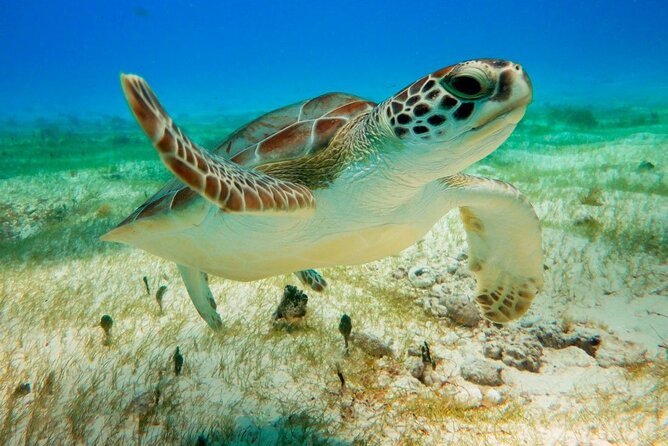 Turtle Swim & Tulum Ruins! With Cenote from Playa del Carmen - The Big Picture: A Full Day That Moves (and Can Shift Order)