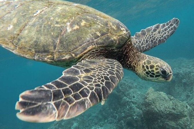 Turtle Swim & Tulum Ruins! With Cenote from Playa del Carmen - Price and Value: What $171 Includes (and the USD 25 Fee That Changes the Total)