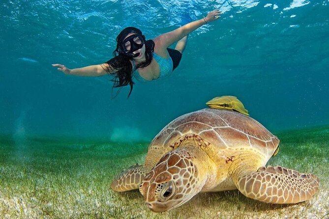 Turtle Swim & Tulum Ruins! With Cenote from Playa del Carmen - Day-Plan Tips That Prevent Annoying Surprises