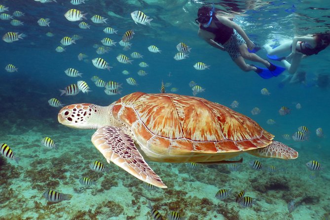 Turtles and Cenote snorkeling activity from Riviera Maya - Price and Logistics: What $119 Buys You (and What It Doesn’t)