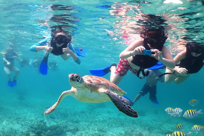 Turtles and Cenote snorkeling activity from Riviera Maya - The Mesoamerican Reef Turtle Search: Snorkeling Without the Guesswork