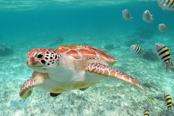 Turtles and Cenote snorkeling activity from Riviera Maya - Entering the Cenote: Wetsuit Comfort and Light on Crystal Water