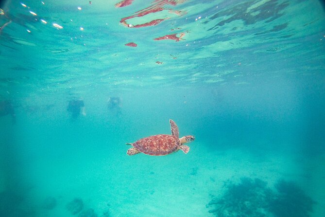 Turtles & Cenote! Half Day from Riviera Maya & Playa del Carmen - Ride and Timing: Pickup from Cancun, Playa del Carmen, and Tulum