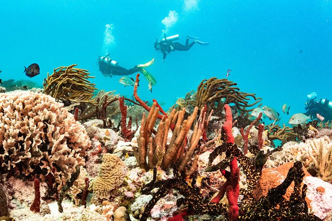 Two reef discovery dives with professional instructor (no experience necessary) - Where the Day Starts in Playa del Carmen and How to Plan It
