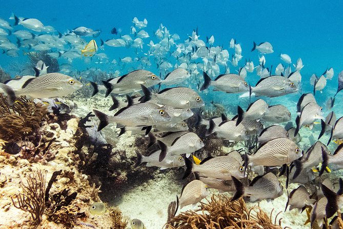 Two reef discovery dives with professional instructor (no experience necessary) - Should You Book This Beginner Scuba Experience?